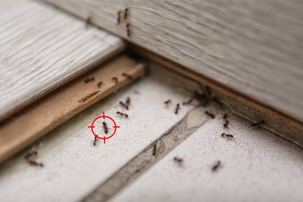 Best Wasp Removal Services  in Tracy, MN
