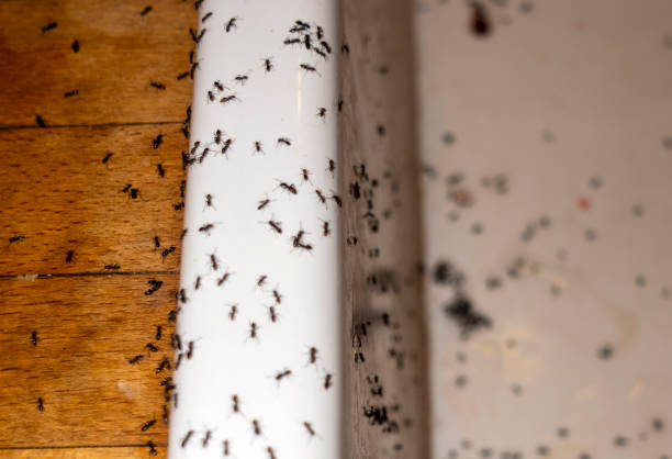 Best Mosquito Control Services  in Tracy, MN
